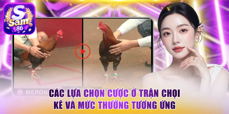 Các lựa chọn cược ở trận chọi kê và mức thưởng tương ứng