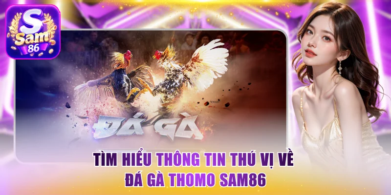 Tìm hiểu thông tin thú vị về đá gà Thomo Sam86