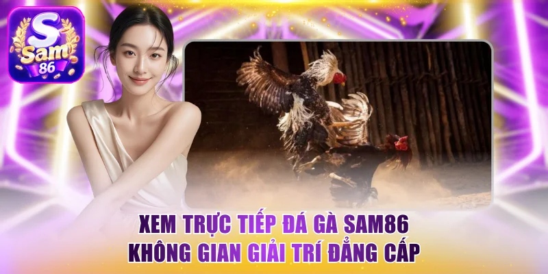Xem trực tiếp đá gà Sam86 không gian giải trí đẳng cấp