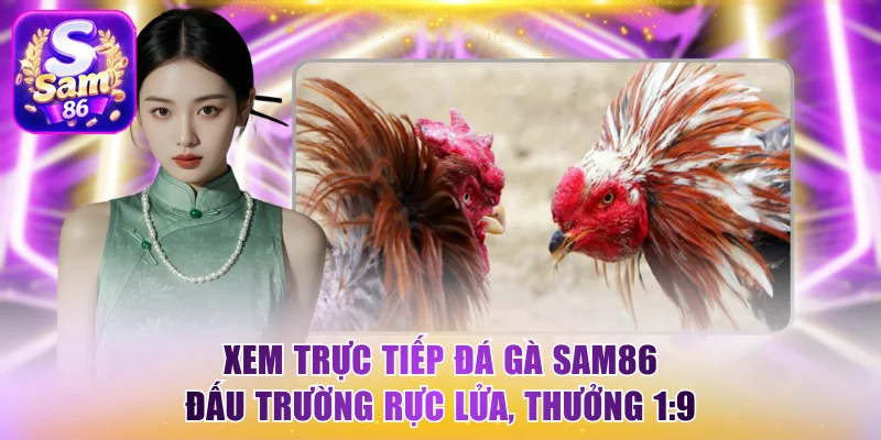 Xem trực tiếp đá gà Sam86